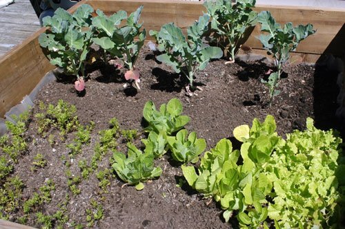 broccoli carrot and lettuce box