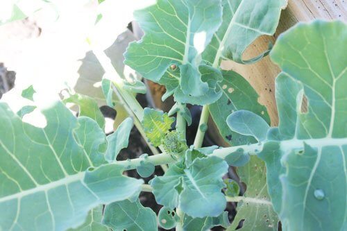 close up broccoli small