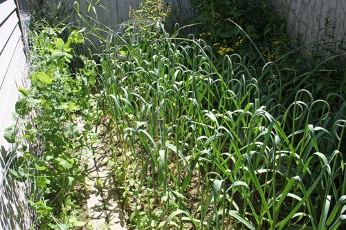 peas and garlic and weeds