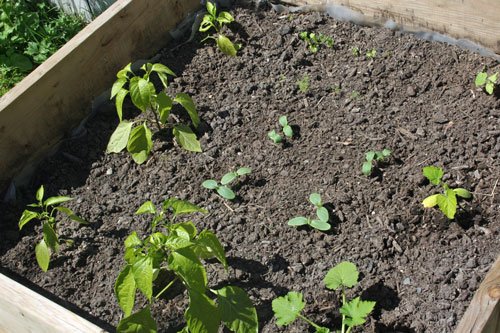 peppers cucumbers summer squash