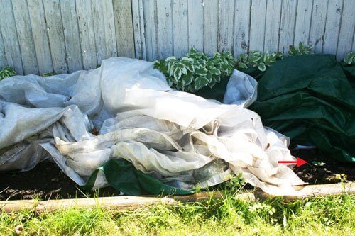 side garden with squash