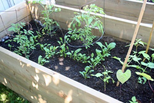 tomato radish beans