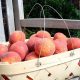 Preserving the Harvest: Sweet Fruit Chutney