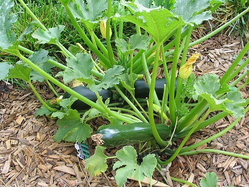 zucchini plant