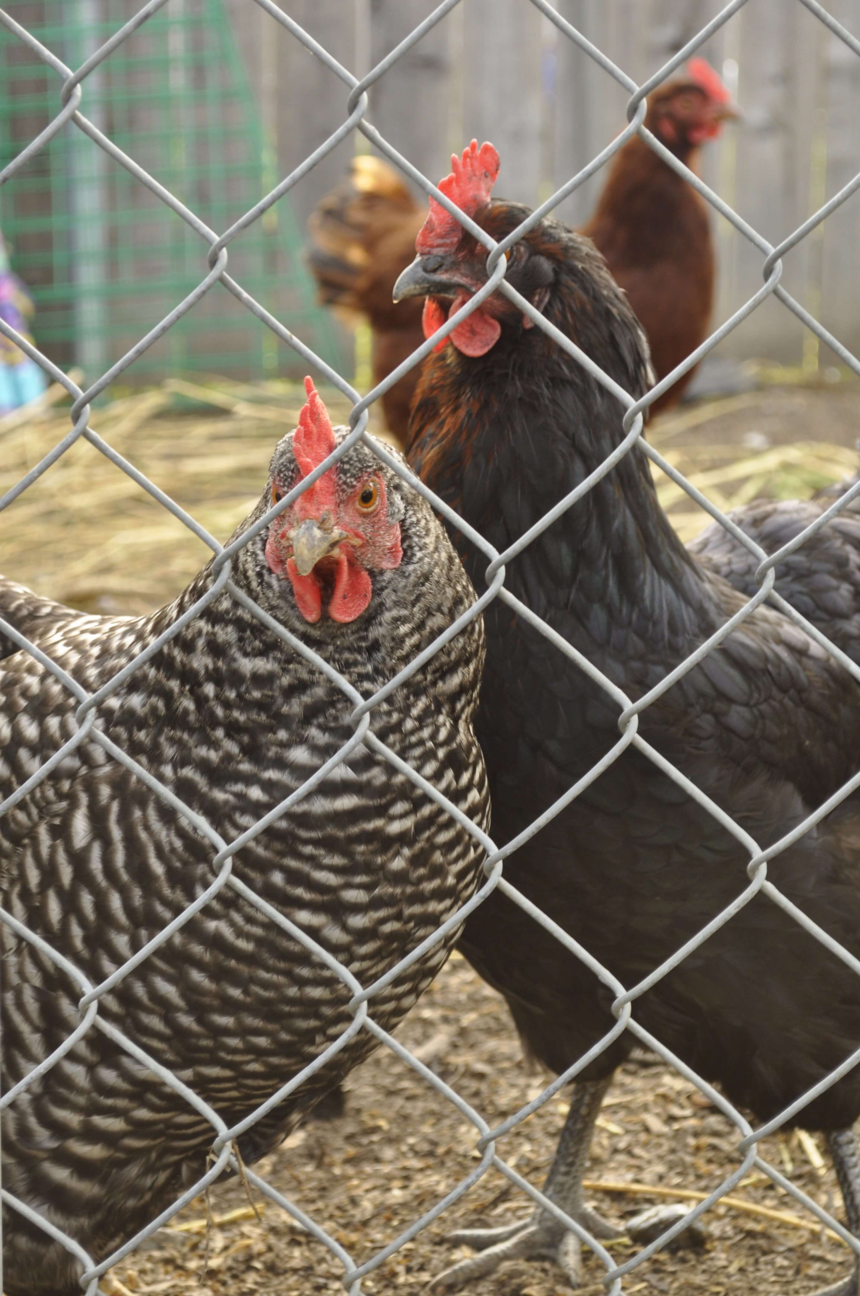 Backyard Chicken Challenges