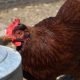 Backyard Chicken Challenges 4