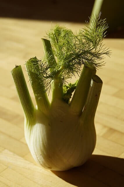 fennel in bloom