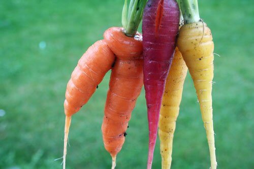 heirloom colorful garden carrots