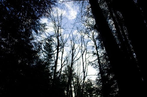 blue sky through trees