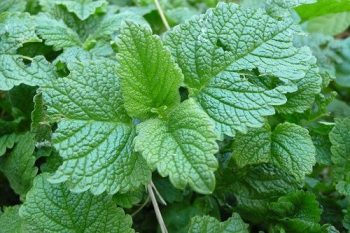 Favorite Winter Herbal Remedies: Colds and Coughs, Stomach Viruses, and Headaches