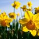 8 Simple Ways to Live More Toxin-Free This Spring