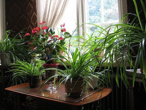 lots of houseplants