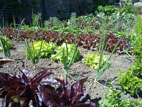 Having Vegetables When You Can’t Grow Your Own