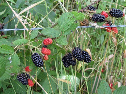 Fast and Frugal Snacks Straight From Your Garden