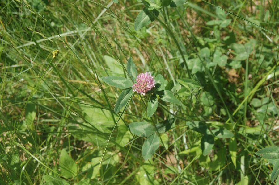red clover 1