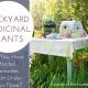 Backyard Medicinal Plants: Do You Have Herbal Remedies Right Under Your Nose?