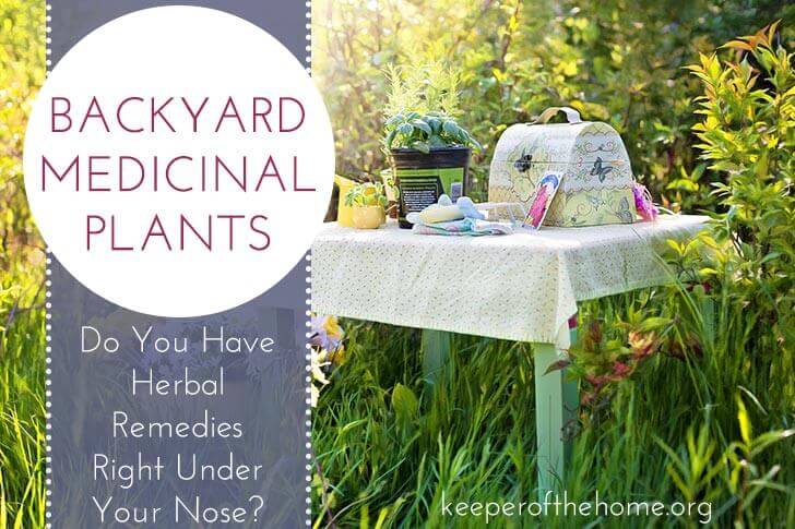 Backyard Medicinal Plants: Do You Have Herbal Remedies Right Under Your Nose?