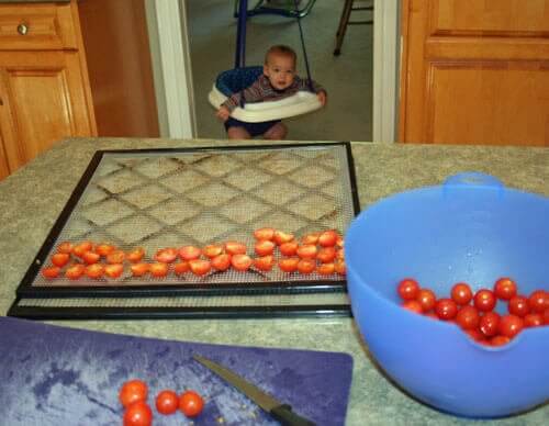 cutting tomatoes day life