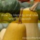 How to Identify and Use Winter Squash 1