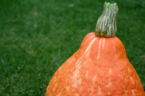 How to Identify and Use Winter Squash