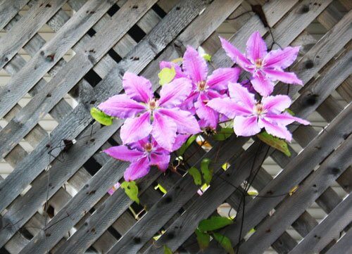 flowers in fence