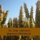 The Grain Controversy: Should We Eat Them or Not? 3