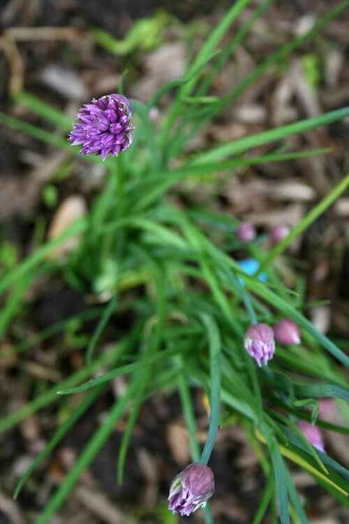 Be Refreshed - Spring Gardening For the Soul