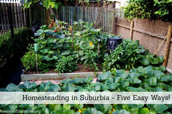 When you think of homesteading – you probably picture nice fields, a farm house, barn, etc – and that you can't be an independent homesteader because you live in suburbia. Never fear! Here's five easy ways to start homesteading in suburbia. 