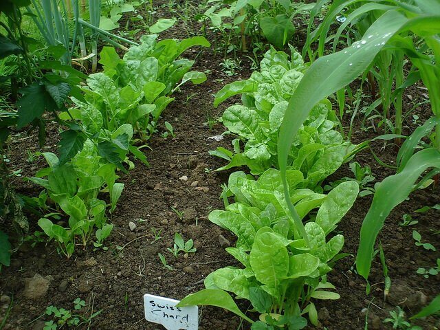 Gardening Tips for Beginners: Resources to Help You Dive Into Gardening With Courage!