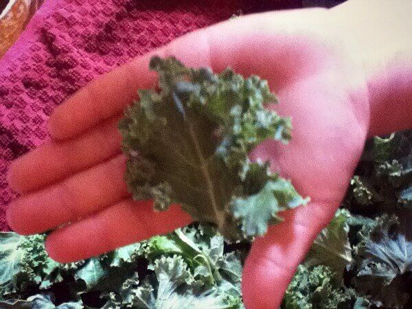 helping make kale chips