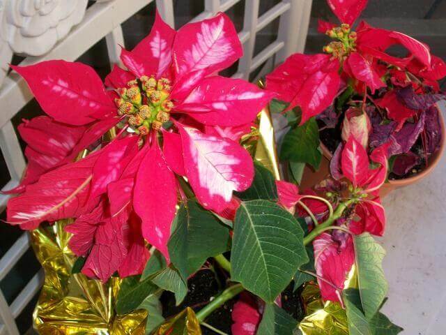 Poinsettas make great last-minute gifts!