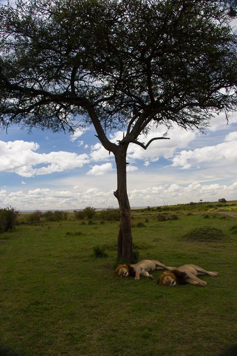 two lions under a tree