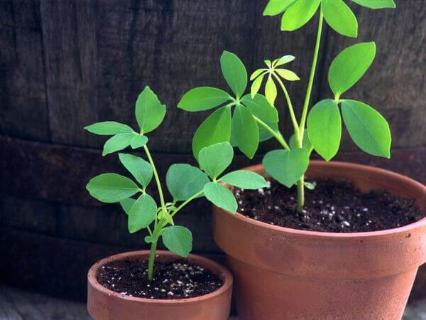 Planting a vegetable garden!