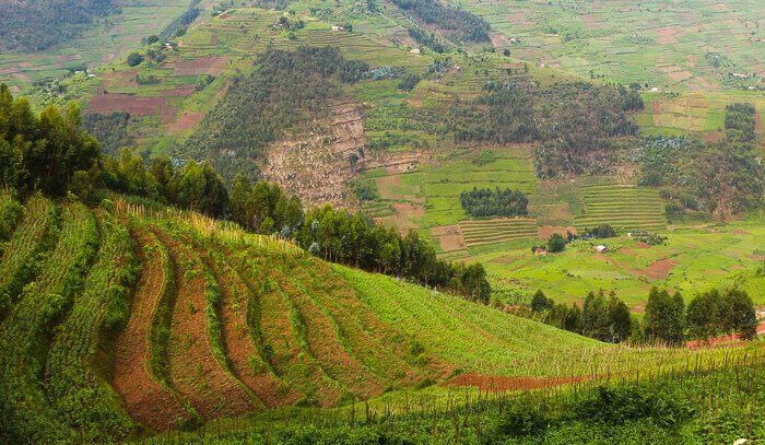 planted hills in rwanda