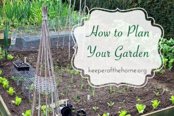 How to Plan Your Garden 6