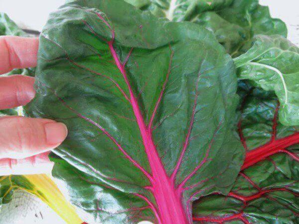 How to Select Swiss Chard