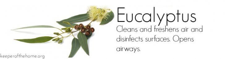 Eucalyptus: Top 8 Essential Oils for Home Use {KeeperoftheHome.org}