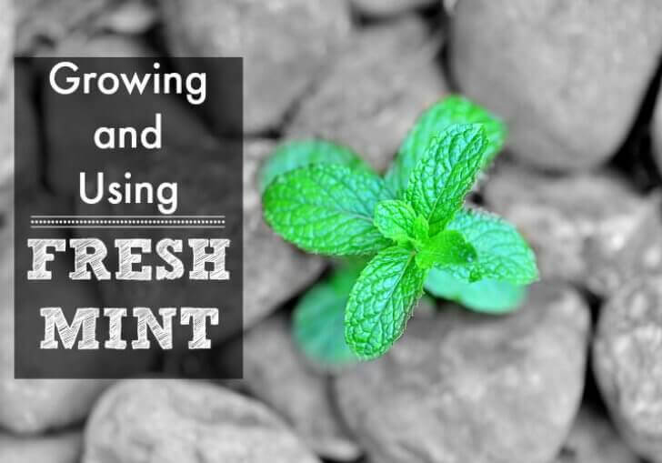 If you are someone who has always believed you've got a brown thumb, I'd encourage you to try your hand at growing fresh mint. Mint is a prolific grower and therefore it is hard to screw it up.