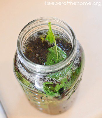 Herbs are incredibly versatile. They can be added to just about any recipe, made into an herbal tincture, snipped off the vine and eaten raw, or enjoyed in teas. Here are three of my favorite herbal iced tea recipes. (I keep a pitcher of herbal iced tea in our refrigerator all summer long!)