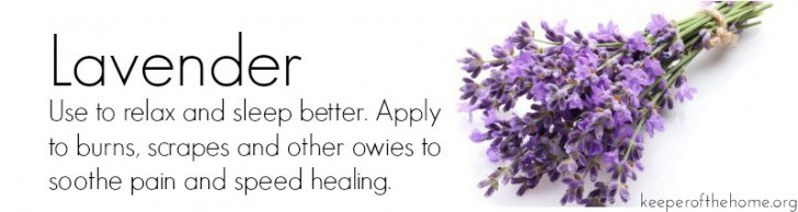 Lavender: Top 8 Essential Oils for Home Use {KeeperoftheHome.org}