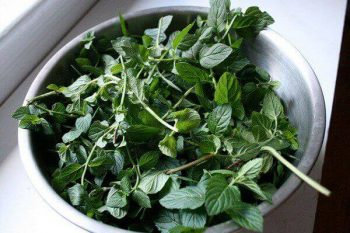 Growing and Using Fresh Mint 4