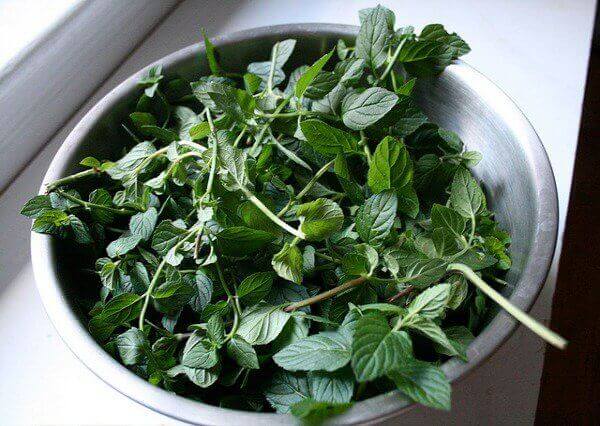 Growing and Using Fresh Mint {KeeperoftheHome.org}