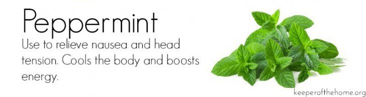 Peppermint: Top 8 Essential Oils for Home Use {KeeperoftheHome.org}