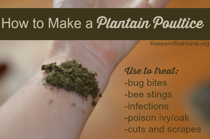 How to Make (and Use) a Plantain Poultice {KeeperoftheHome.org}