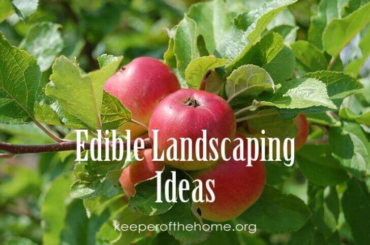 Edible landscaping not only helps cut down on the grocery bill, but it allows you to be a good steward of the space God has entrusted to you! Grow plants for food and natural remedies, instead of growing plants whose only purpose is to be seen!
