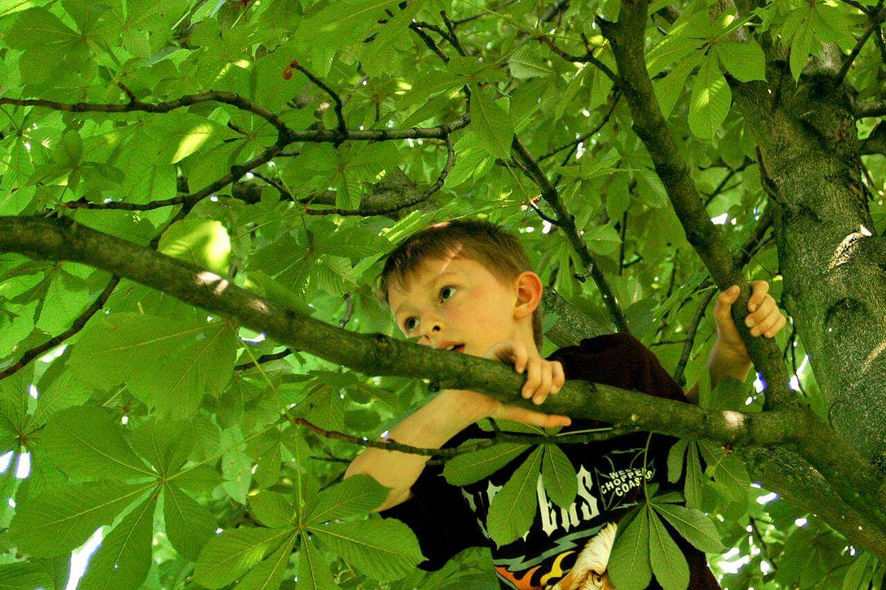 Parents – Stop Worrying and Let Your Children Climb Trees! – Rain