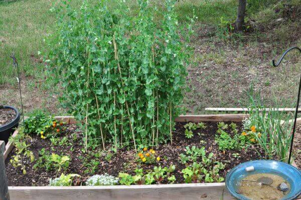 Childhood is all about exploring and learning to love gardening. Don't force time with your toddlers and preschoolers in the garden. Rather, play into their curiosity and make being with you in the garden fun. 