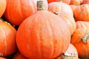 The Great Pumpkin: 5 Ways to Enjoy the Season with Real Pumpkins 6