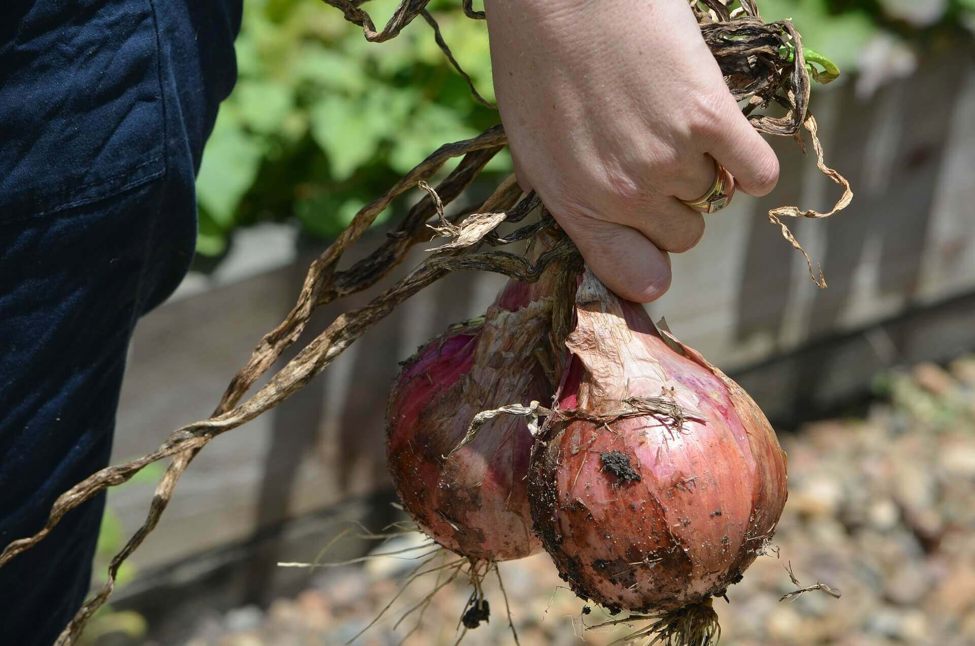 Do you struggle to help your children to eat their veggies? Here's my plan for taking the pain out of it!