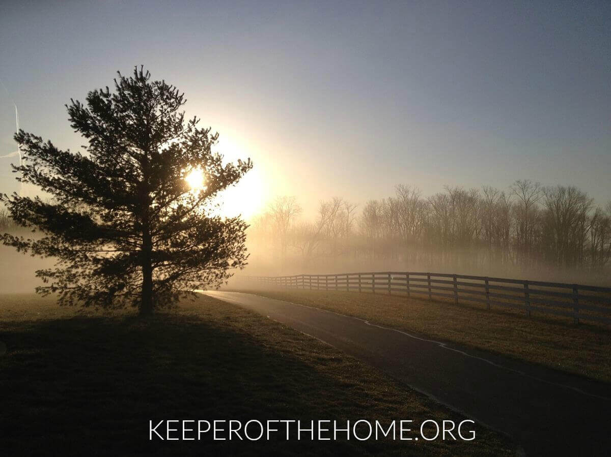 sunrise fence tree_opt